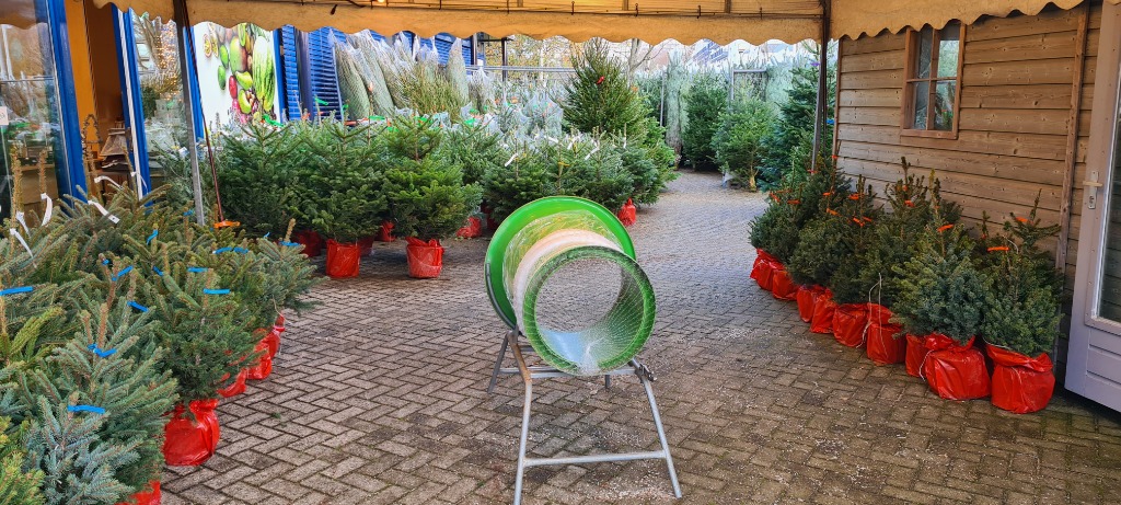 Ouderwetse sparren in pot met feestelijke rode folie bij Mast Kerstbomen