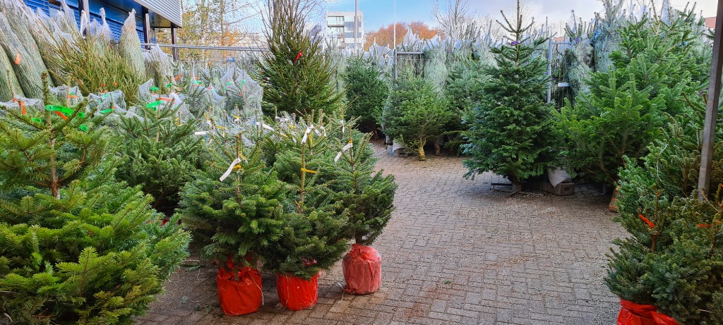 Verse Nordmann kerstbomen opgesteld op het plein van Mast